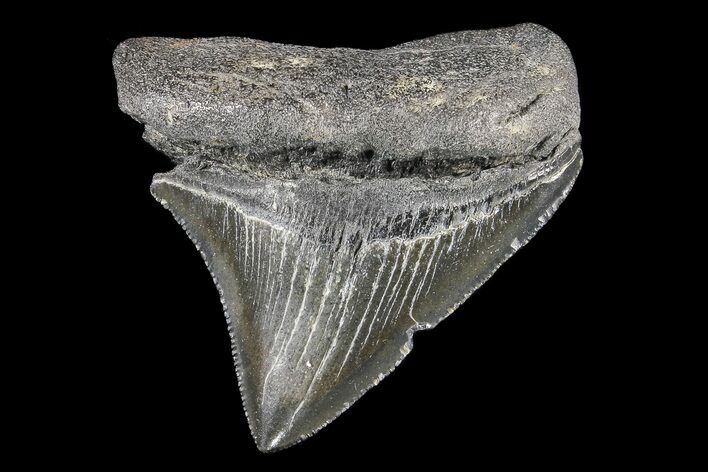 Serrated, Juvenile Megalodon Tooth #74179